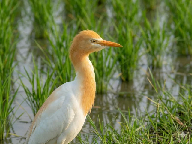Rice plant