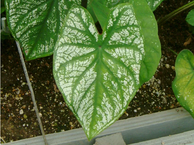 Caladium