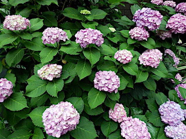 Hydrangea macrophylla