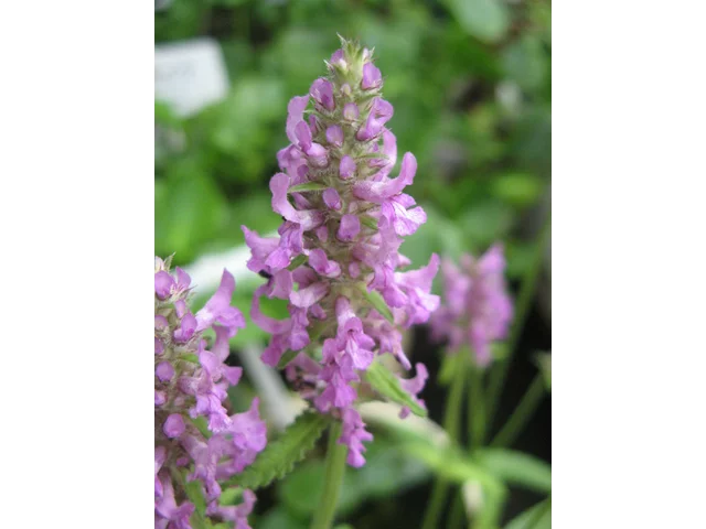 Betonica officinalis