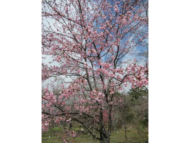 Shuzenji kanzakura