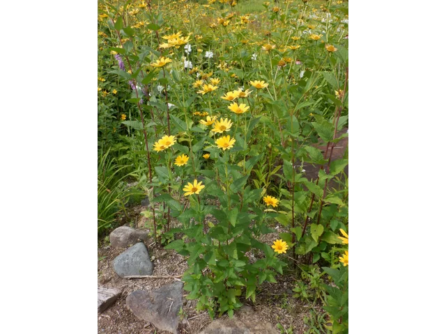 Heliopsis helianthoides