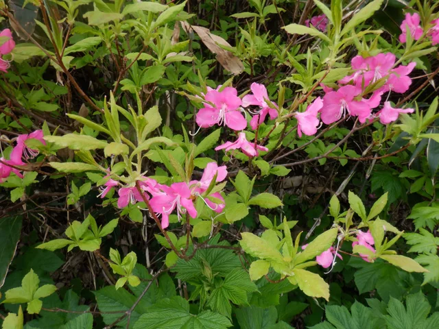 Rhododendron albrechtii