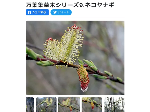Pussy willow