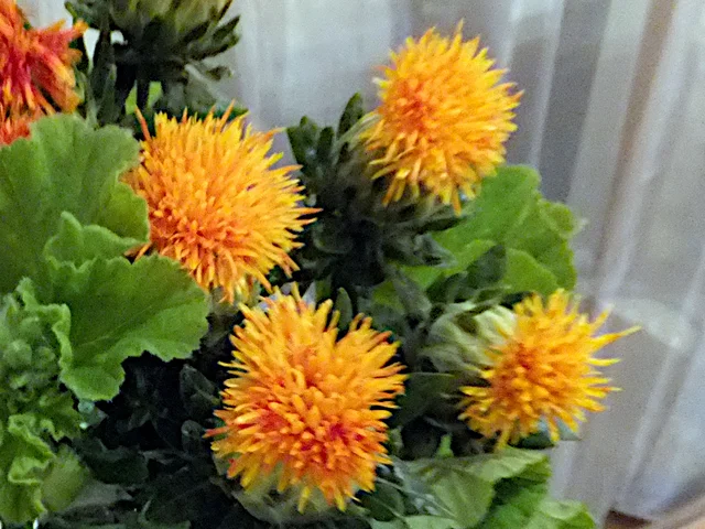 Safflower