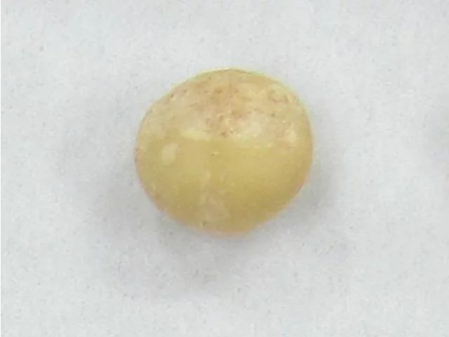 澳洲坚果