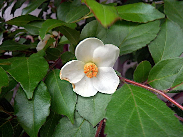 日本紫茎