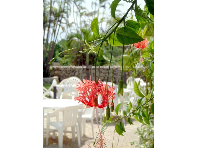 花卉19 風鈴仏桑花のブログ | Flower Database