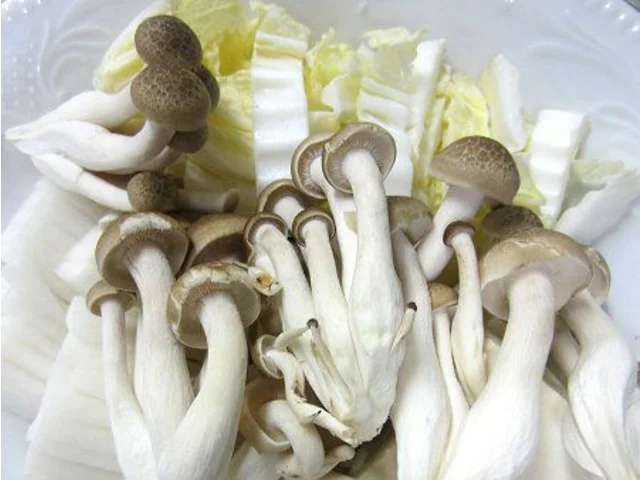 鴻喜菇