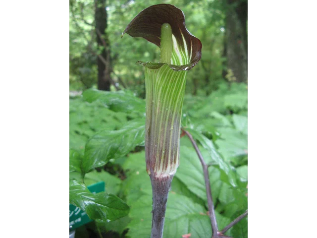 Jack in the pulpit
