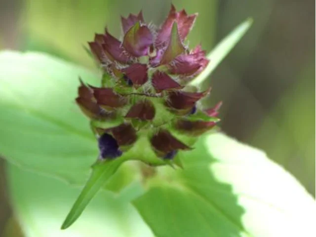 立山夏枯草