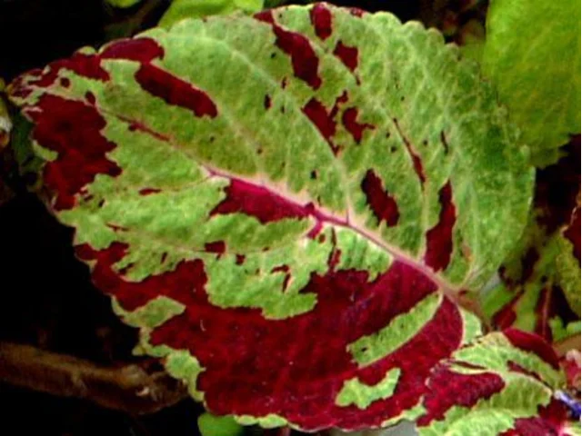 Coleus