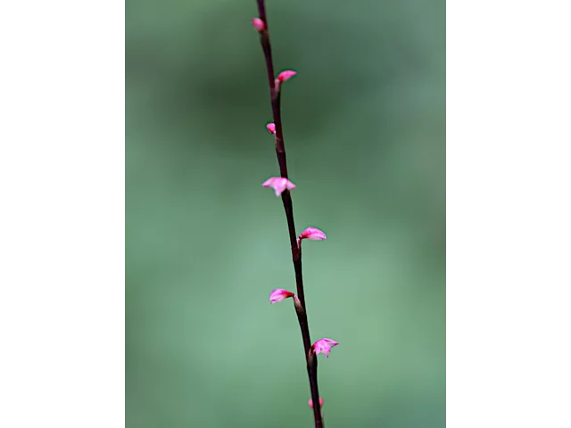毛叶红珠七