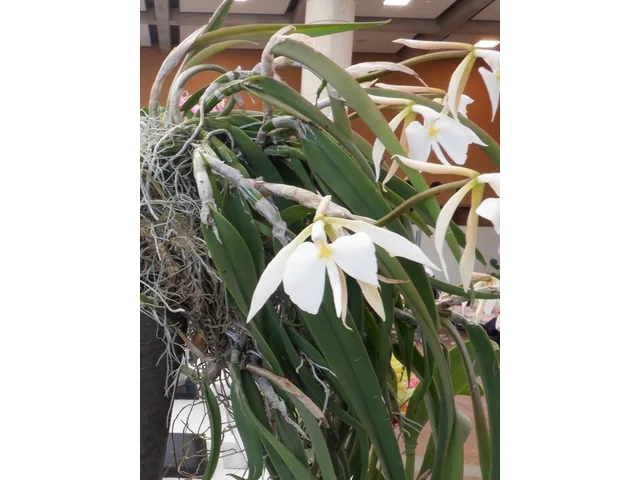 如树兰属的一个物种
