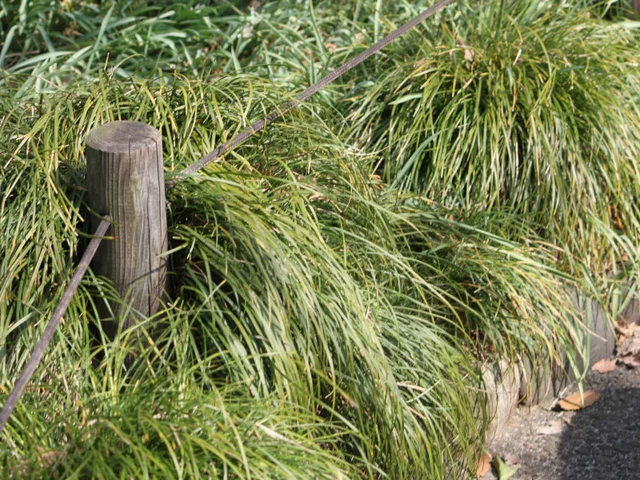 Mondo Grass