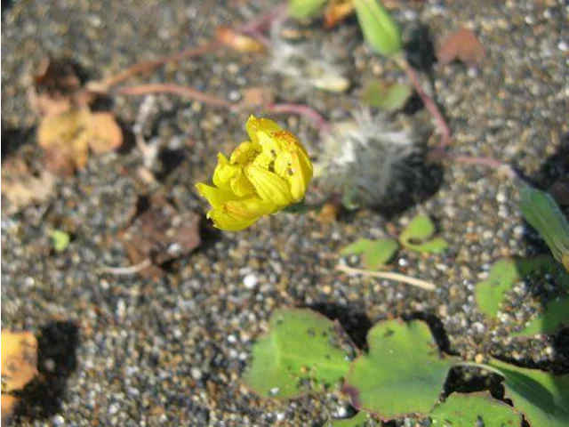 匍匐苦荬菜