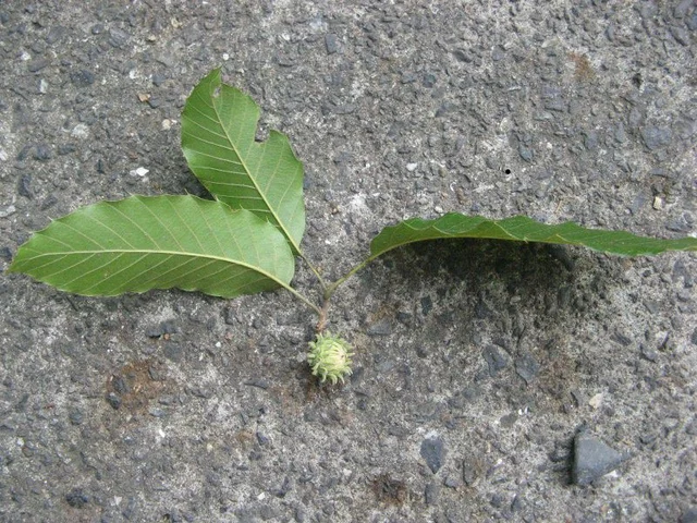 Sawtooth oak
