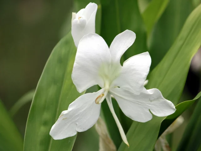 White ginger lily