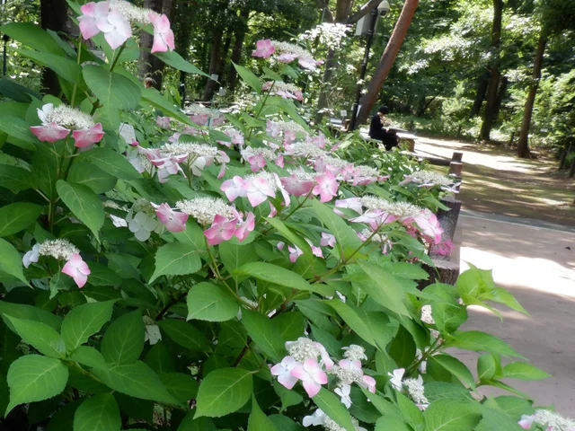 Hydrangea serrata