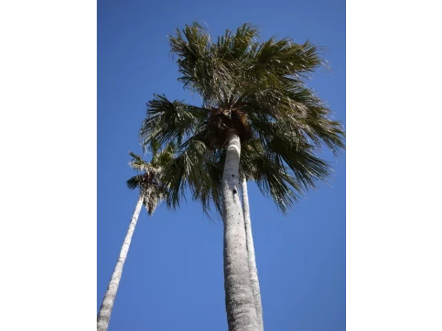 ワシントンヤシモドキ | Washingtonia robusta | かぎけん花図鑑