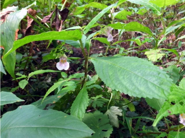 Impatiens hypophylla