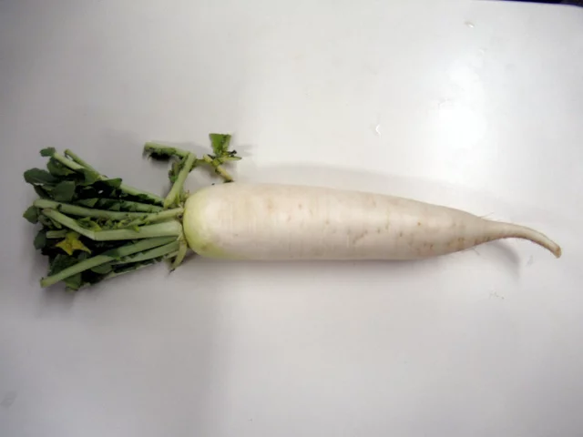 Japanese radish