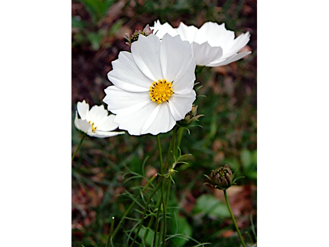 Cosmos