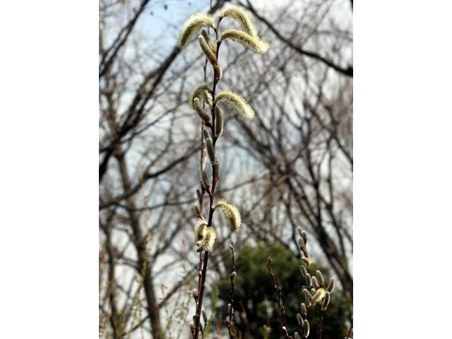 Pussy willow