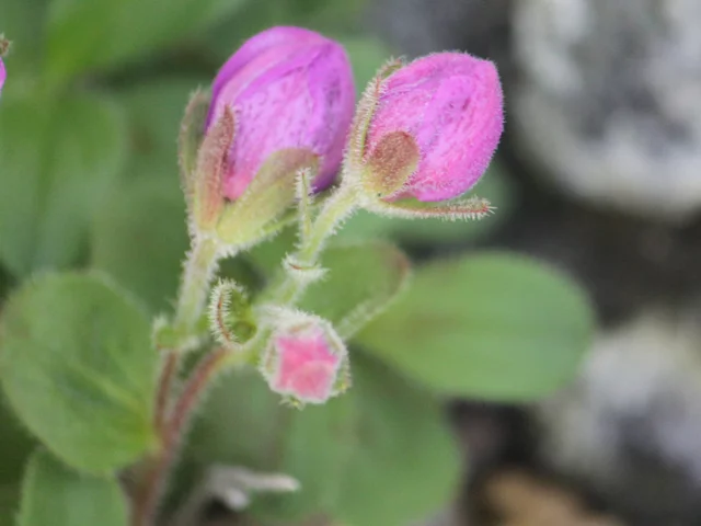 Therorhodion camtschaticum