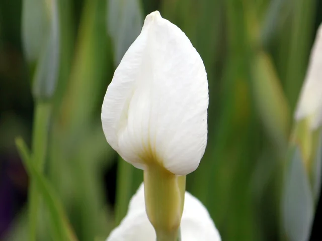 花菖蒲 '白竜の爪'