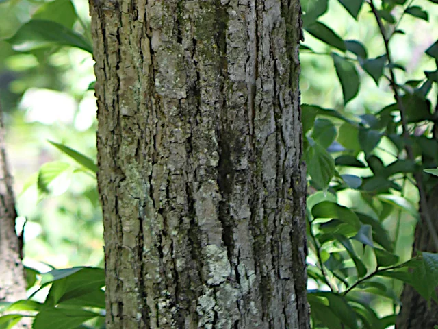 Tilia japonica