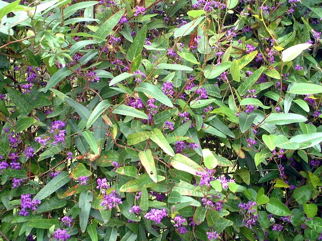 菝葜花澳大利亚当地藤
