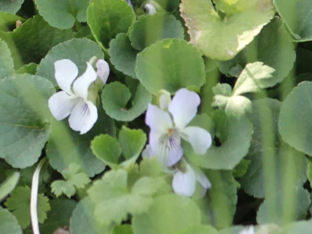 Viola hondoensis