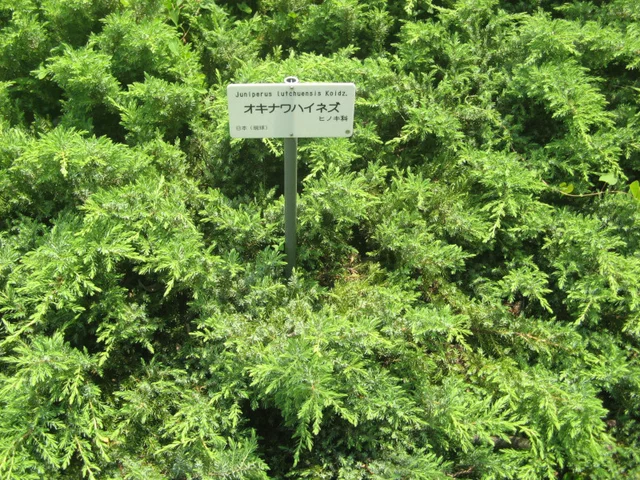 オキナワハイネズ