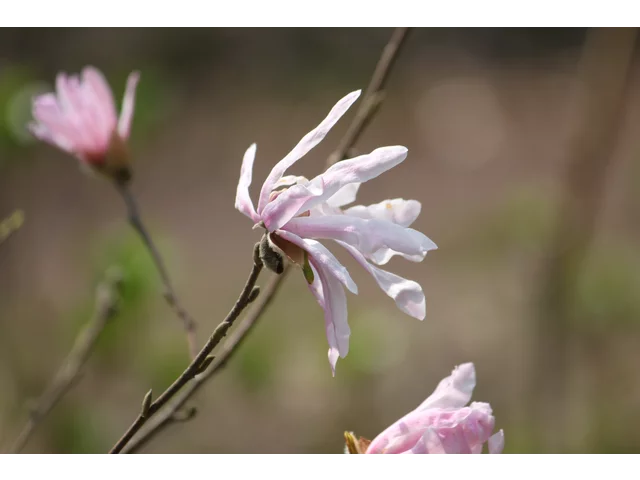 Star Magnolia