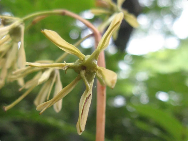 Heloniopsis orientalis
