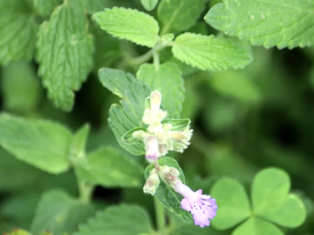 Cat mint
