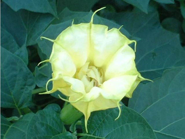 Datura tatula