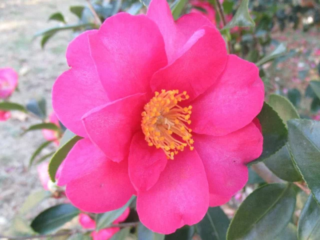 C. sasanqua 'Kanjirou'