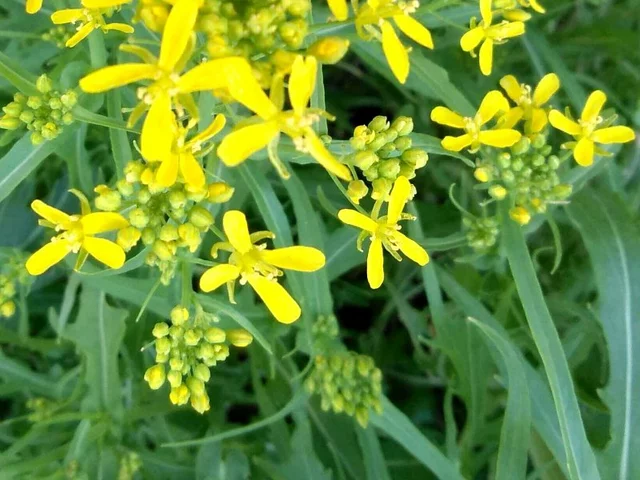 Mizuna