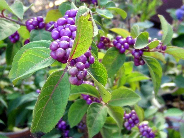 Callicarpa dichotoma