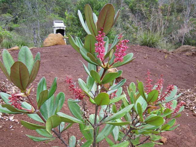 cunonia purpurea