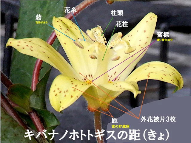 キバナノホトトギス