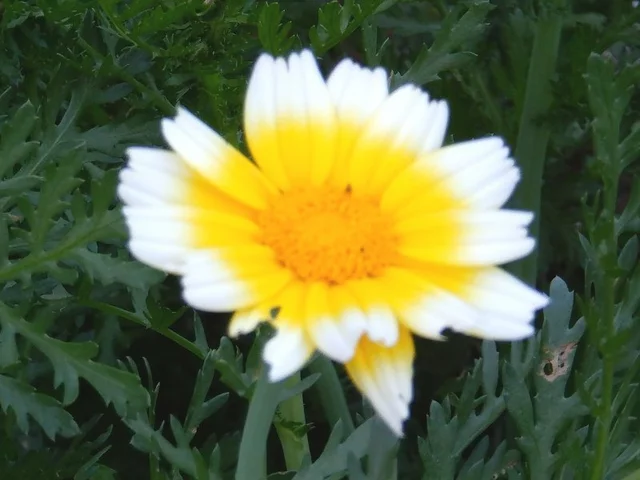 Crown daisy 