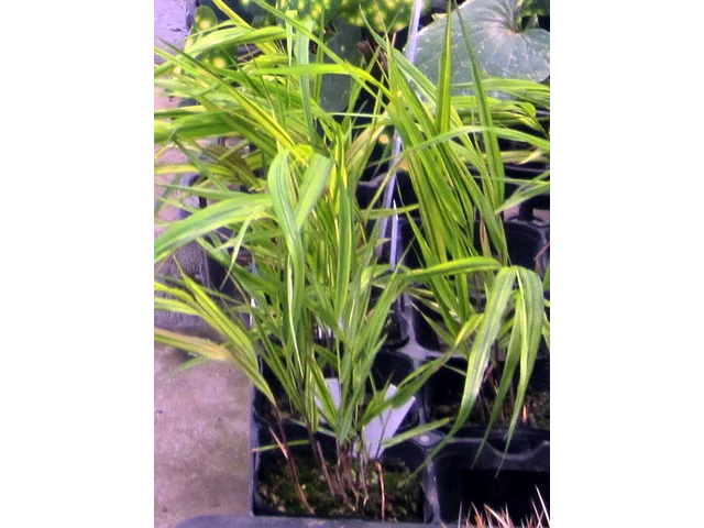 Hakonechloa macra