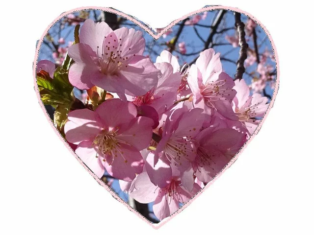 河津樱花