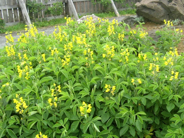 野决明