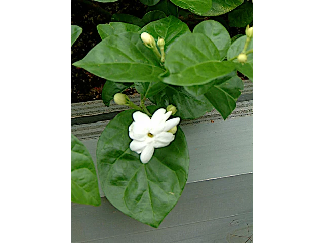 雙瓣茉莉