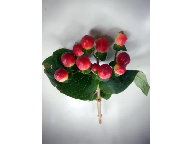 The red berries are a popular | Hypericum androsaemum
