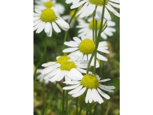 Matricaria chamomilla